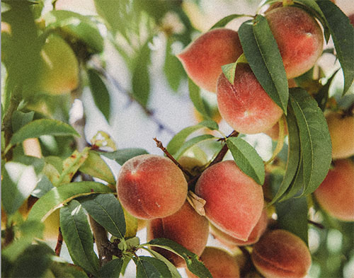 Peaches growing