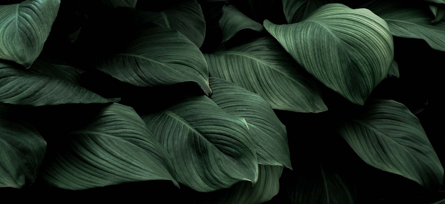 Large Green Leaves